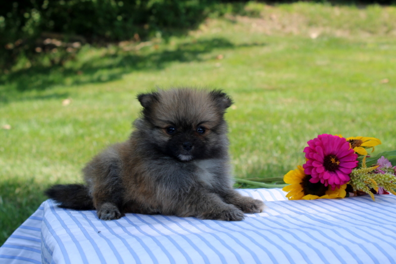 puppy, for, sale, Pomeranian, Matthew B. Stoltzfus, dog, breeder, Gap, PA, dog-breeder, puppy-for-sale, forsale, nearby, find, puppyfind, locator, puppylocator, aca